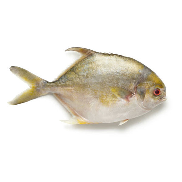 Golden Pomfret - (黃立䱽)