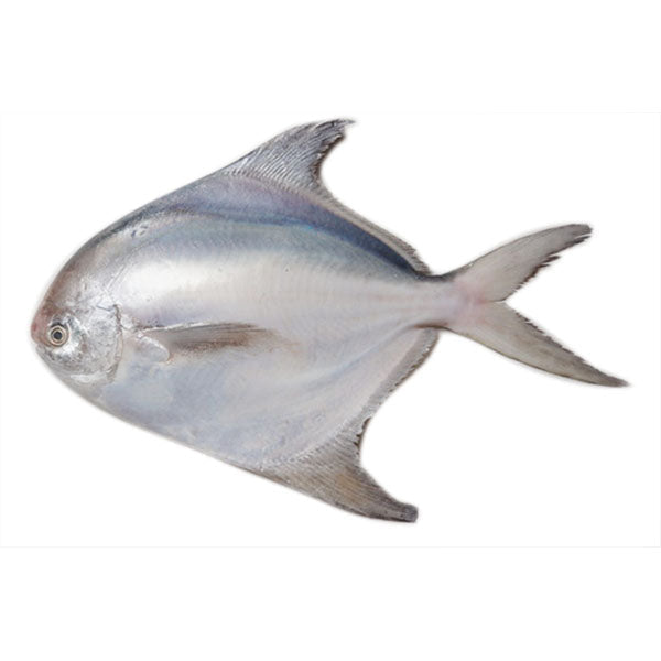 White Pomfret (白䱽)