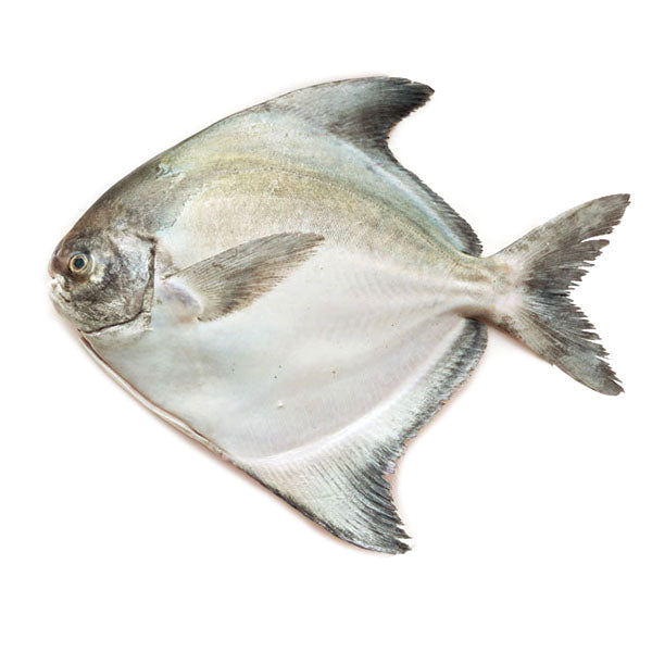 Silver Pomfret (鷹䱽)