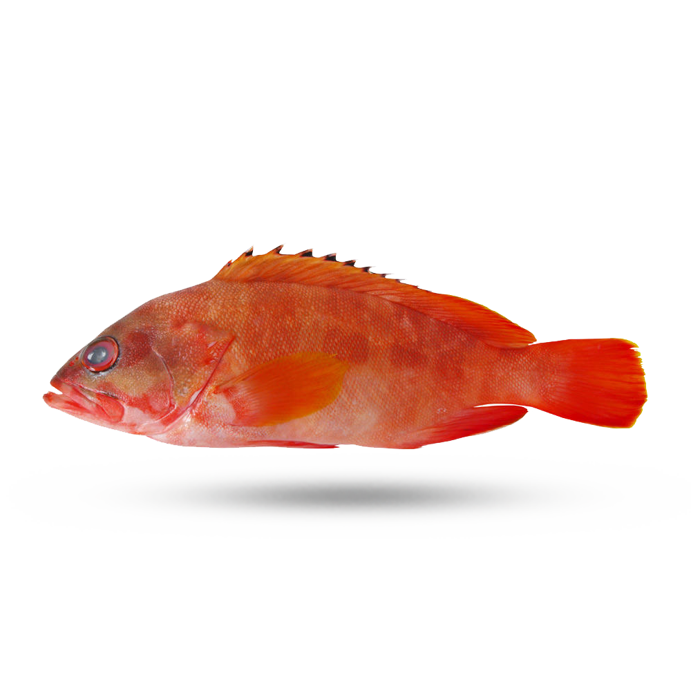 Red Grouper Chill (大紅瓜子斑)