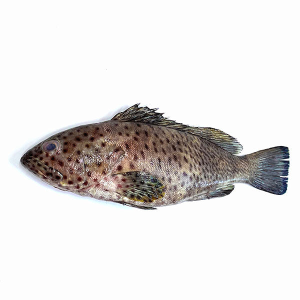 Brown Grouper (石斑魚)