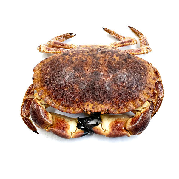 Live Bread Crab (鮮活麵包蟹)
