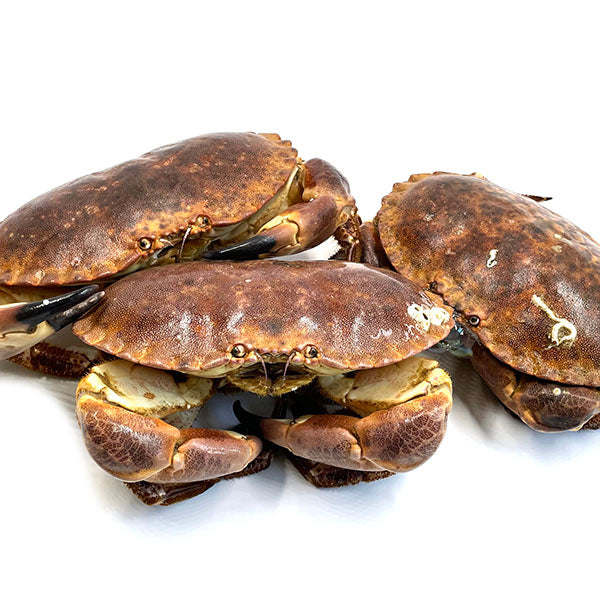 Live Bread Crab (鮮活麵包蟹)