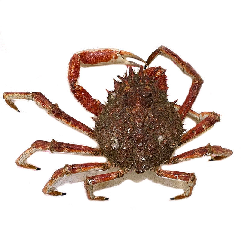 Live Spider Crab (蜘蛛蟹)