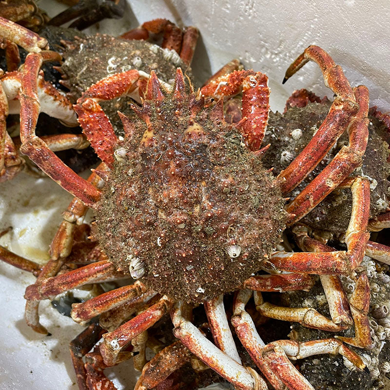 Live Spider Crab (蜘蛛蟹)