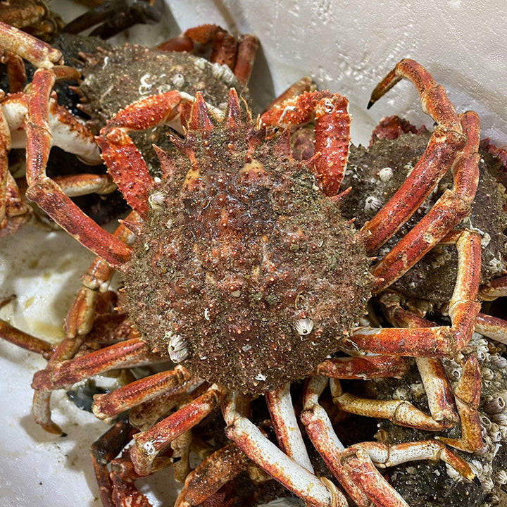 Live Spider Crab (蜘蛛蟹)