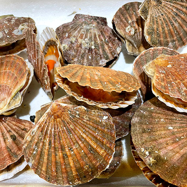 Live Scallops (鮮活扇貝) 1 pc