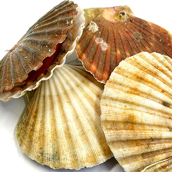 Live Scallops (鮮活扇貝) 1 pc