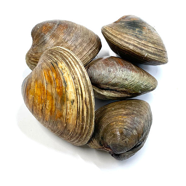 Live Hard Clam (鮮活大蜆) 1KG