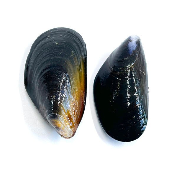 Live Mussels (鮮活青口) 1KG