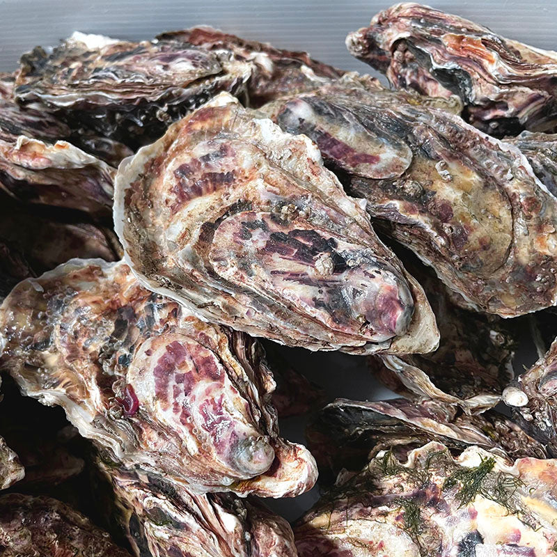 Whitstable Rock Oysters (XL)
