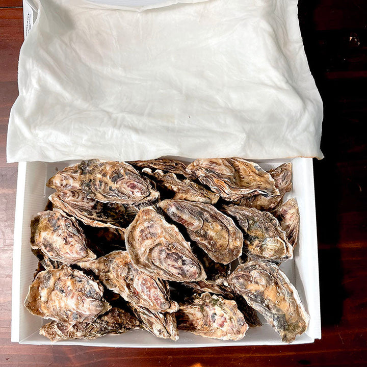 Whitstable Rock Oysters (XL)