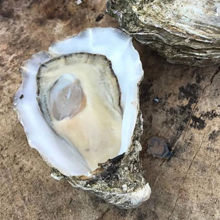 Whitstable Rock Oysters (XL)