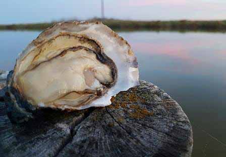 Pousse en Claire Red Label