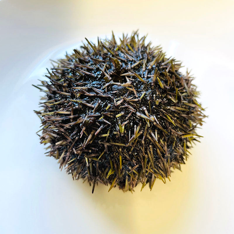 Pre-order Live Sea Urchin (預訂鮮活海膽) 1 KG/ 約10-15隻