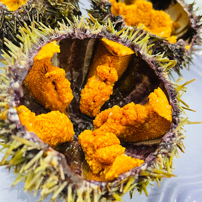 Pre-order Live Sea Urchin (預訂鮮活海膽) 1 KG/ 約10-15隻